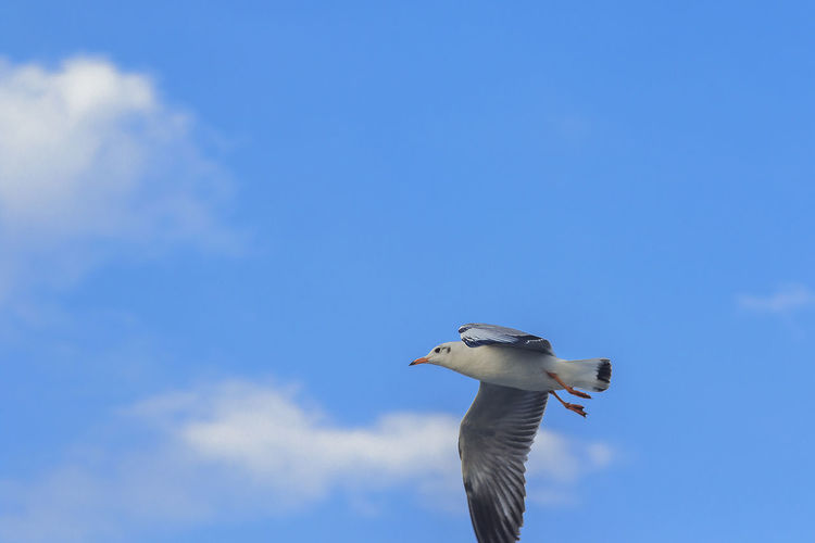 Low angle view of seagull flying in sky