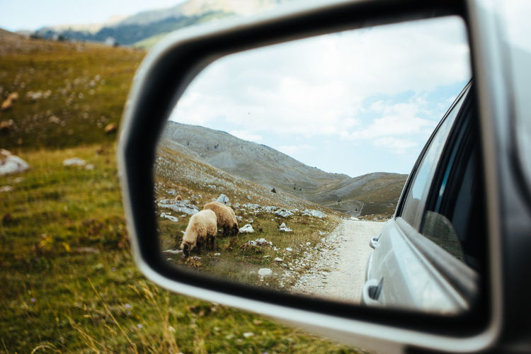 Look at the mirror of the car on a sheep-eating green grass by the gravel-paved road.
