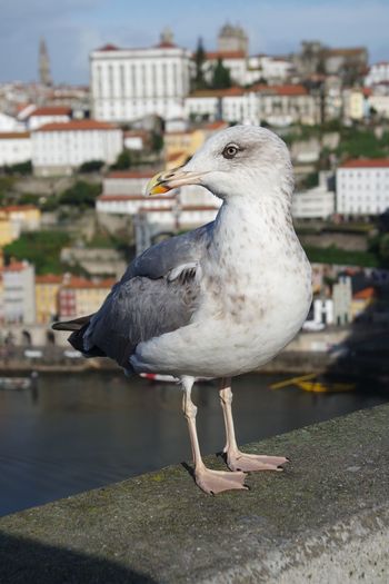 Close-up of seagull perching on a city