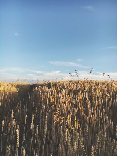 Idyllic shot of wheat field against sky