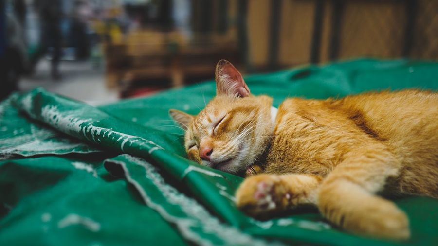 Cat Sleeping pictures Curated Photography on EyeEm