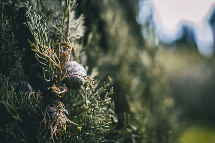 Cone close up of cupressus in nature with unfocused background and space for text