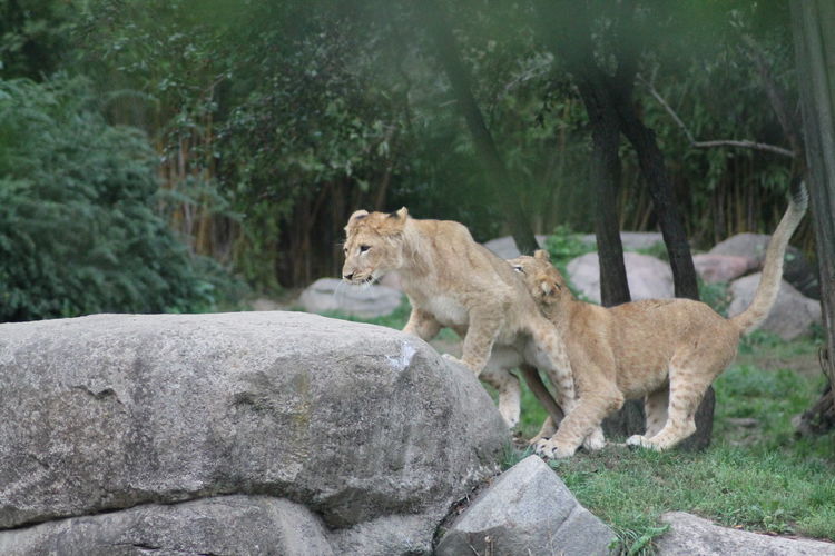 View of a lion family