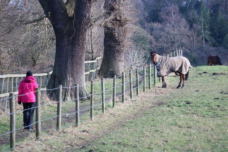Horse standing by tree on field
