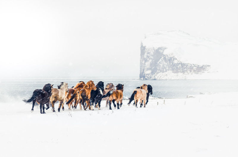 Horses running on snow covered land against sky