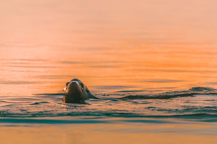 Aquatic mammal swimming in sea during sunset