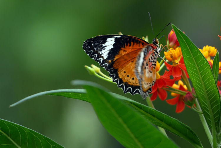 Close-up of butterfly on flower