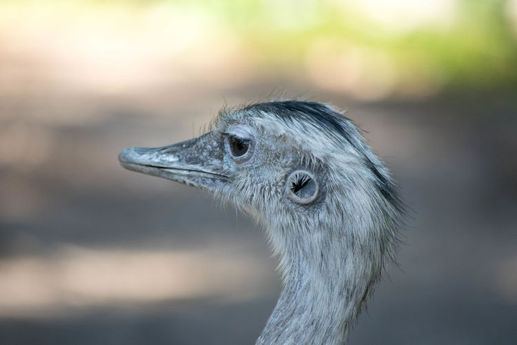 Close-up of ostrich looking away outdoors