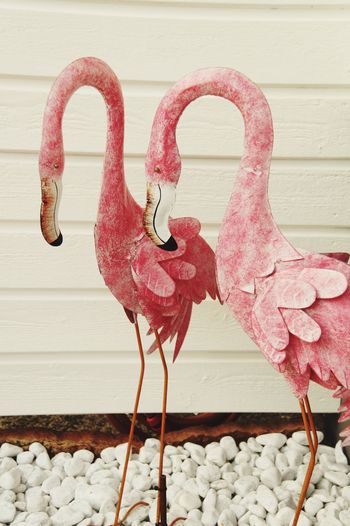 Close-up of a bird on pink wall