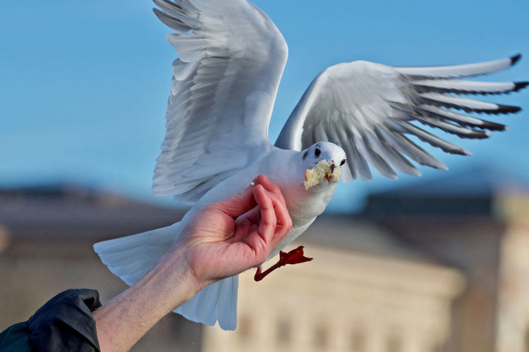 Cropped image of seagull  fed by  human hand