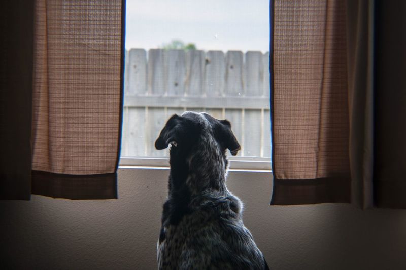 Curious dog looking outside from window