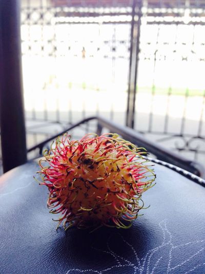 Close-up of flowers on window