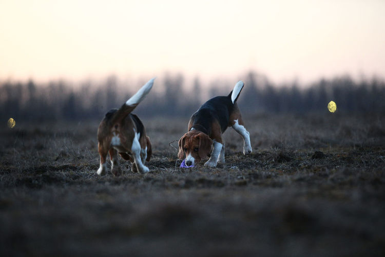 Two dogs on field during sunset