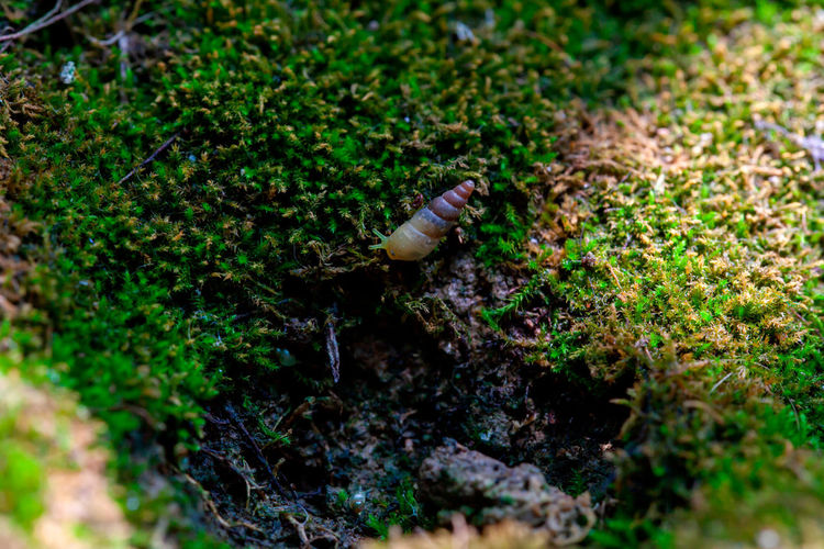 High angle view of insect on land