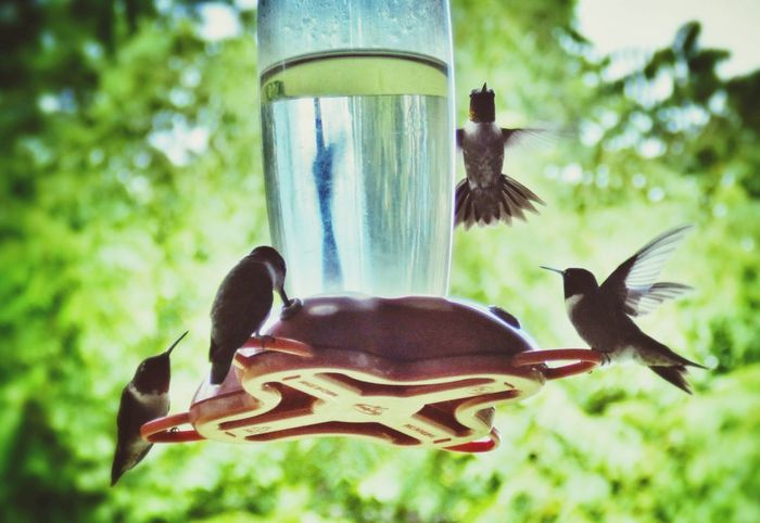 Hummingbirds gathering around bird drinker