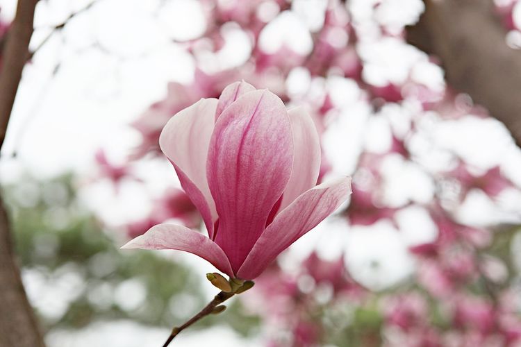 Close-up of pink magnolia on plant