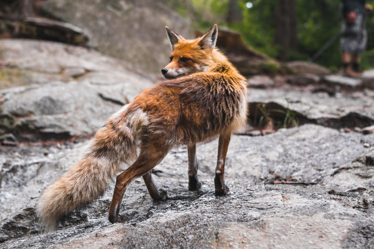Full length of fox looking away on rock