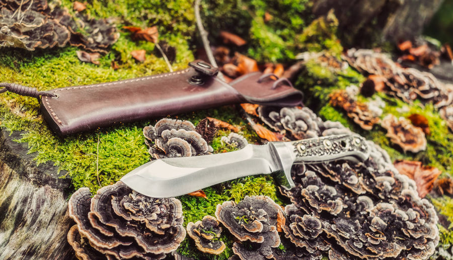  puma white hunter knife 6375 on the old rotting trunk in forest