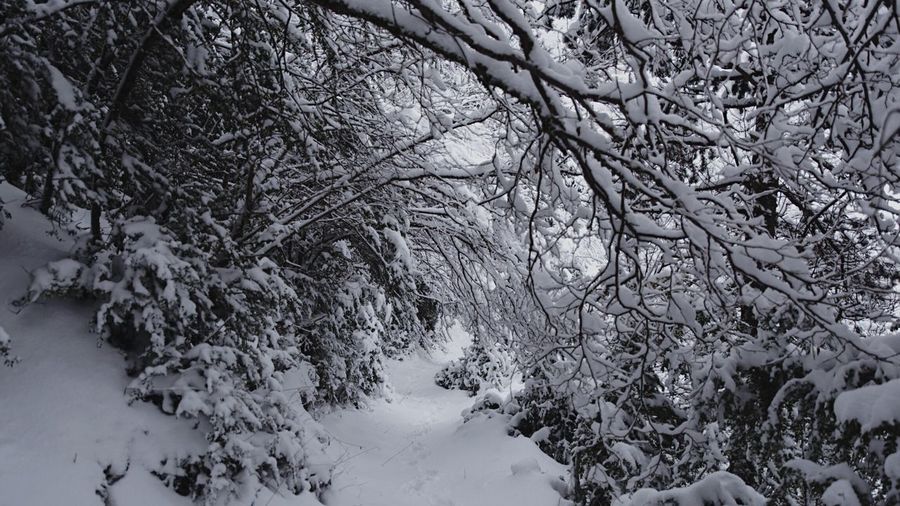 Snow covered bare trees