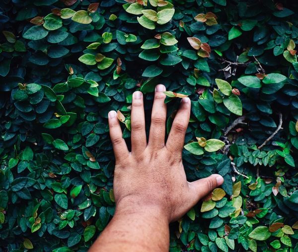 Cropped hand of man touching plants