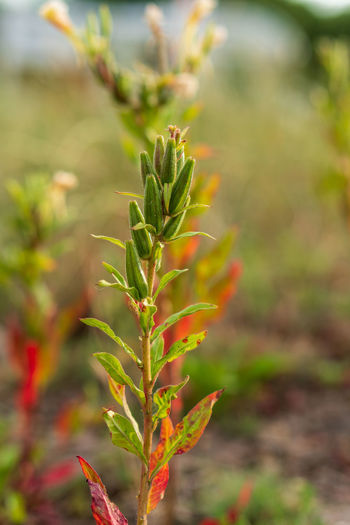 Close-up of flowering plant on field