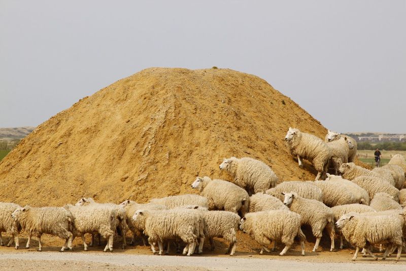 Flock of sheep against clear sky