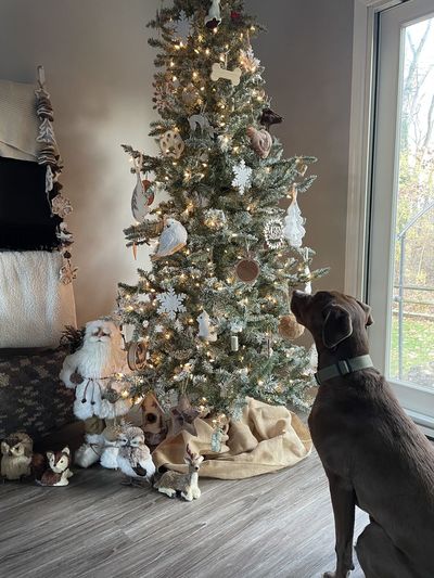 Low angle dog sitting looking at christmas tree