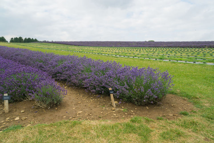 Scenic view of lavender field against cloudy sky