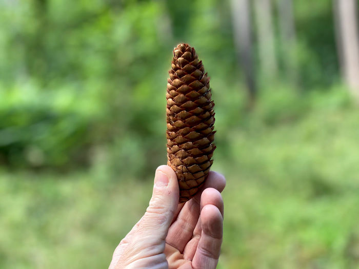 Hand holding a pine cone 