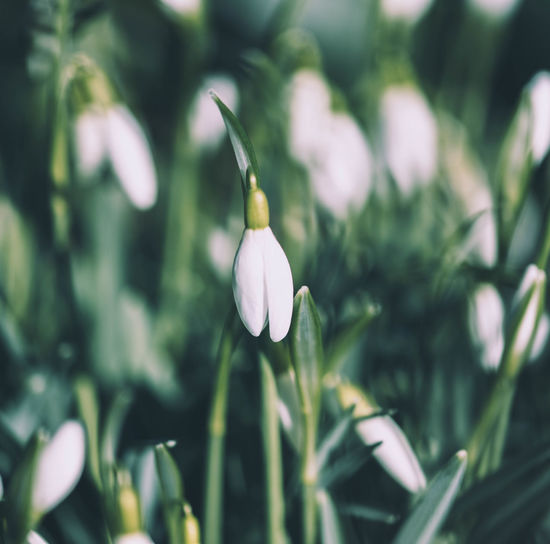 Close-up of white flowers blooming outdoors