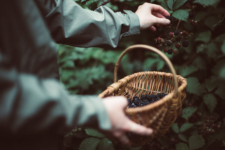 Midsection of man collecting blackberries in basket
