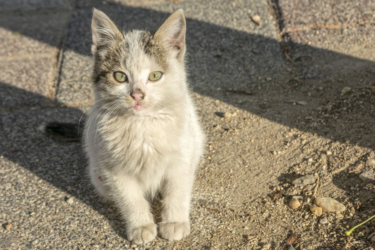 High angle portrait of cat standing on sidewalk in city