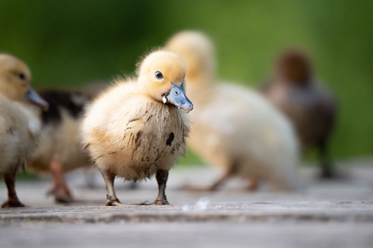 Close-up of goslings perching outdoors