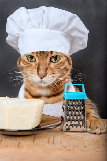 Bengal cat cook with a grater and cheese on a dark background.