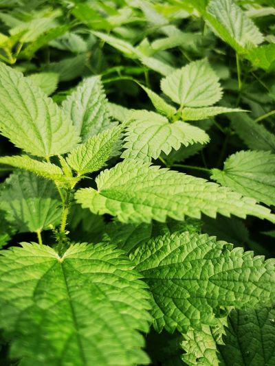 Close up of stinging nettle plant and leaves