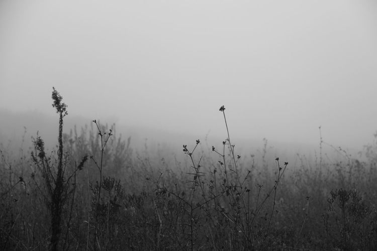 Scenic view of landscape against sky during foggy weather
