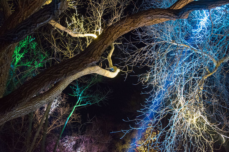 Close-up of tree at night