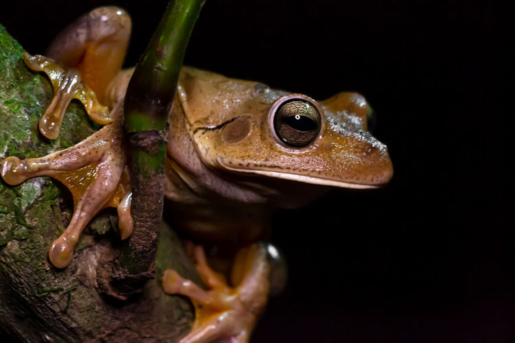Close-up of frog over black background