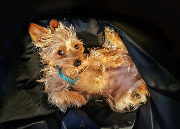 Portrait of a dog in the car