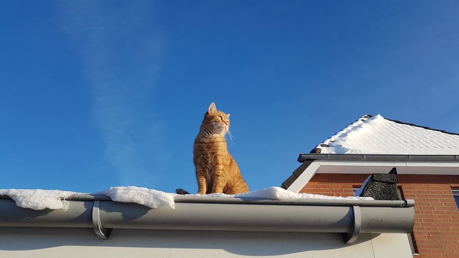 Low angle view of cat on roof against sky