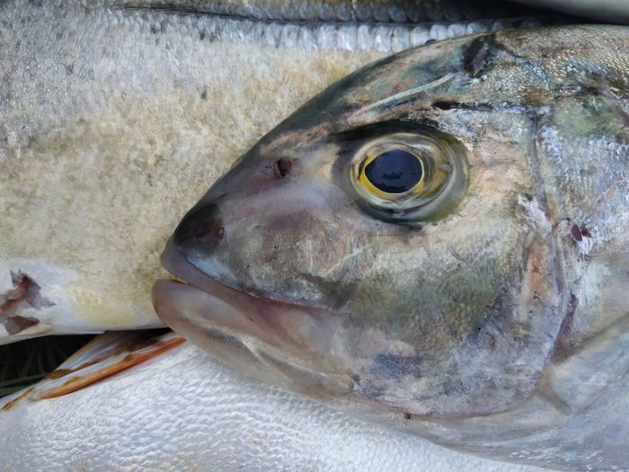 Close-up of fish