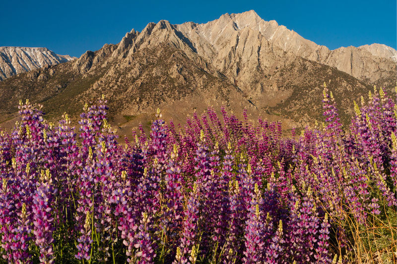 Wild lupine in front of the sierra nevada mountains