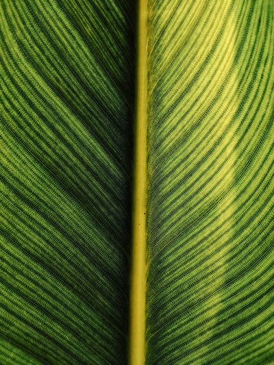Full frame shot of palm tree leaves