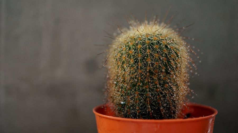 Close-up of cactus in pot