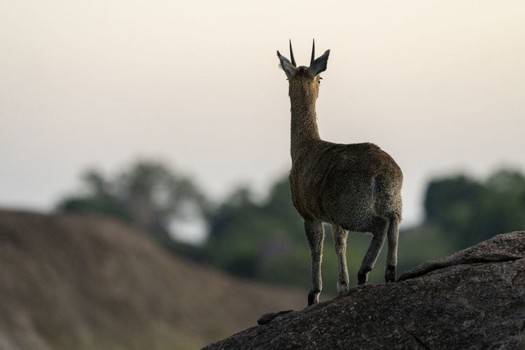 An antelope watches the surroundings from a rock
