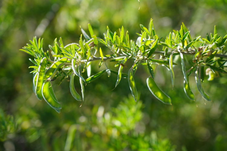 Close-up of fresh green plant leaves