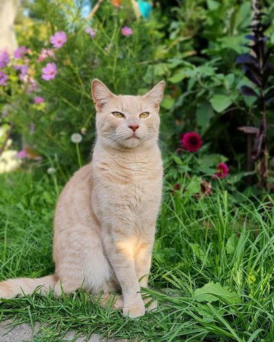 cat