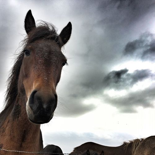 Close-up of horse against cloudy sky