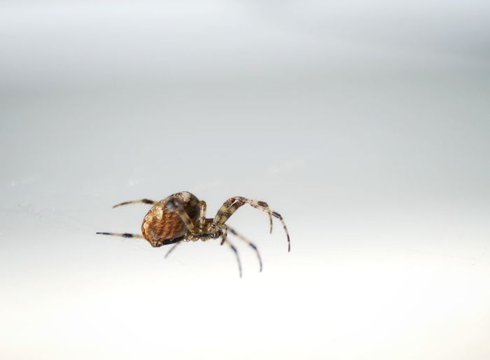 Close-up of spider on white background