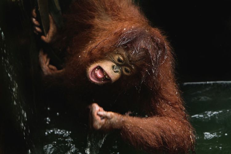 Close-up of a orangutan